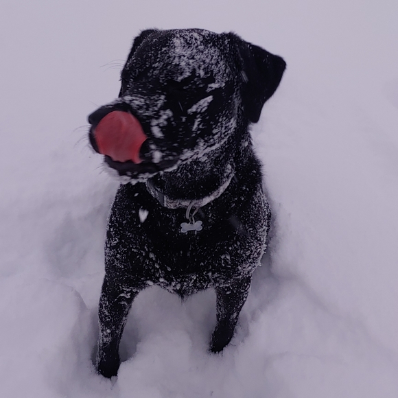 Meet your Posher, Maggie - Picture 3 of 6